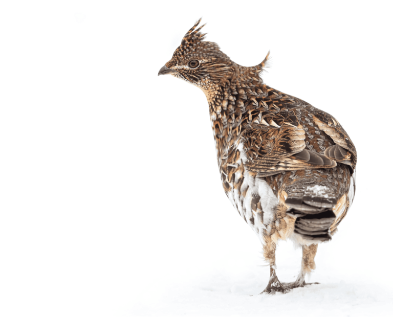 What Bird Can Survive in Cold Weather