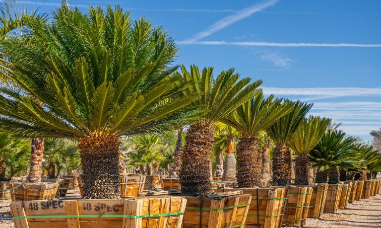 What Palm Trees Will Survive 20 Degrees Cold Weather