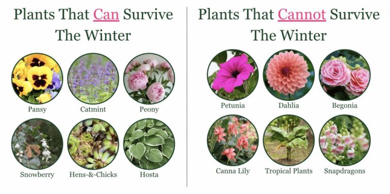What Plants Can Survive in Cold Weather