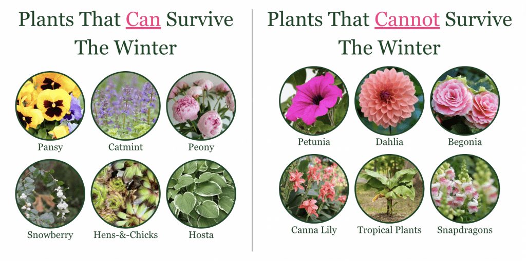 What Plants Can Survive in Cold Weather