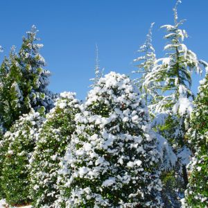 Which Trees Survive Cold Weather