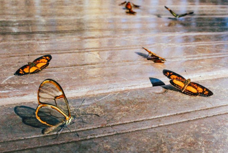 How Do Butterflies Survive a Hurricane: Nature’s Incredible Secrets