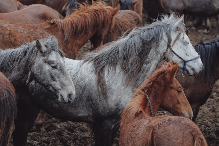 How Do Horses Survive a Hurricane: Expert Tips & Survival Secrets
