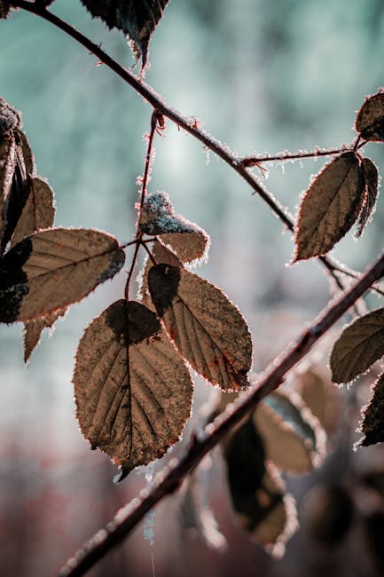 How Do Plants Survive Cold Weather: Secrets to Thriving Frosty Seasons