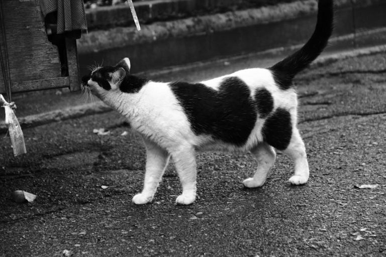 What Can Survive a Cat 5 Hurricane: Unbelievable Facts Revealed