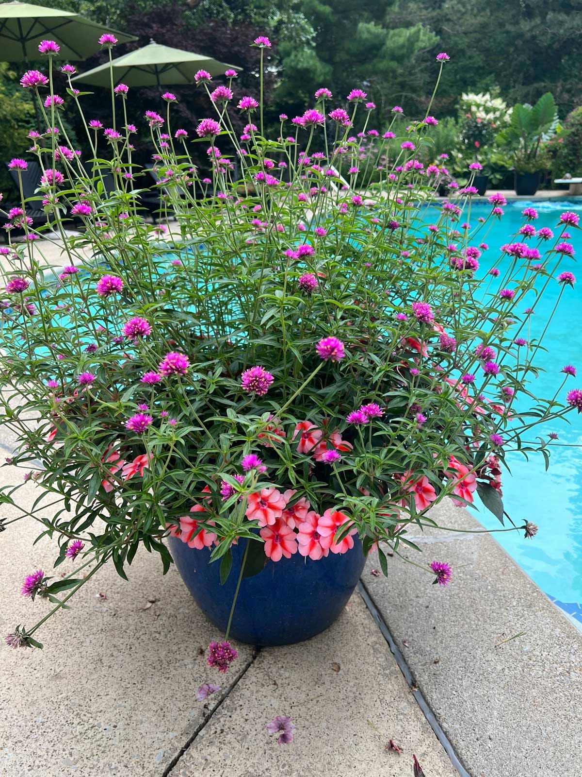 Gomphrena container patio