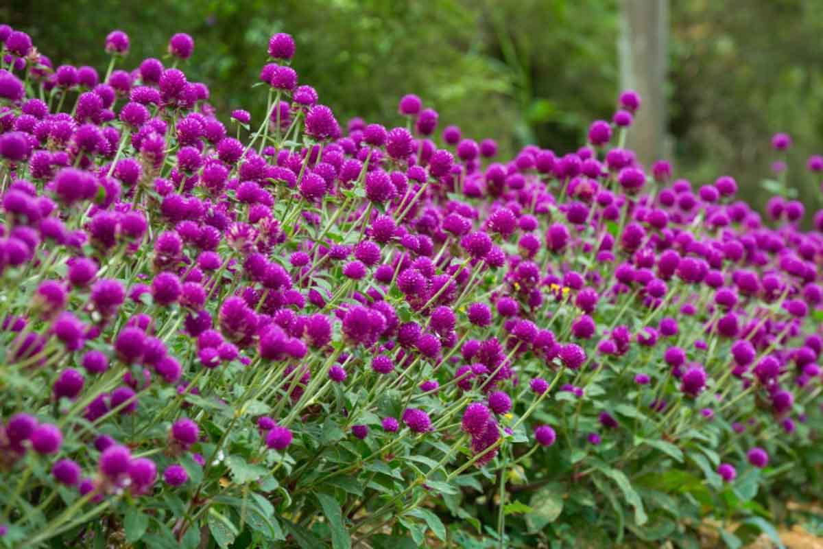 Is Gomphrena a sun or shade plant?